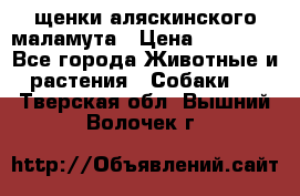 щенки аляскинского маламута › Цена ­ 20 000 - Все города Животные и растения » Собаки   . Тверская обл.,Вышний Волочек г.